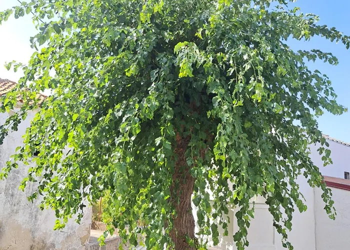 Ana-lora شقة لوبار